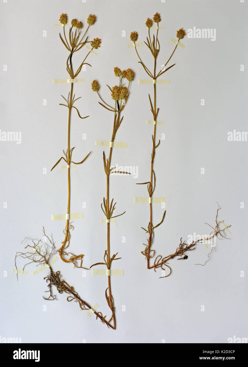 Un erbario foglio con planzago afra, la piantaggine ghiandolare o psillio, dalla famiglia plantaginaceae, Foto Stock