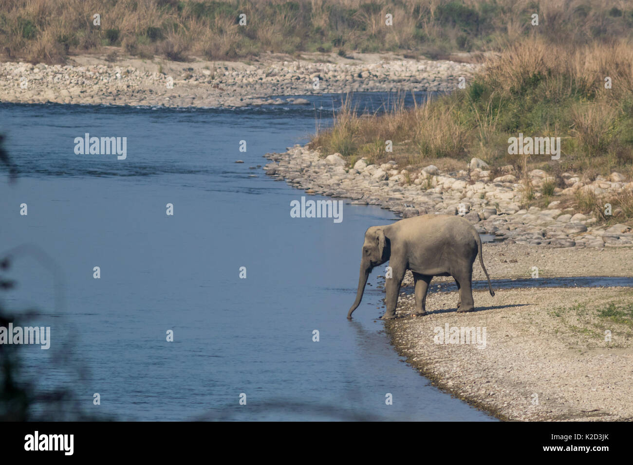 L'elefante indiano (Elephas maximus indicus) acqua potabile nel fiume Ranganga in Jim Corbett Tiger Reserve a Uttarakhand, India. Foto Stock