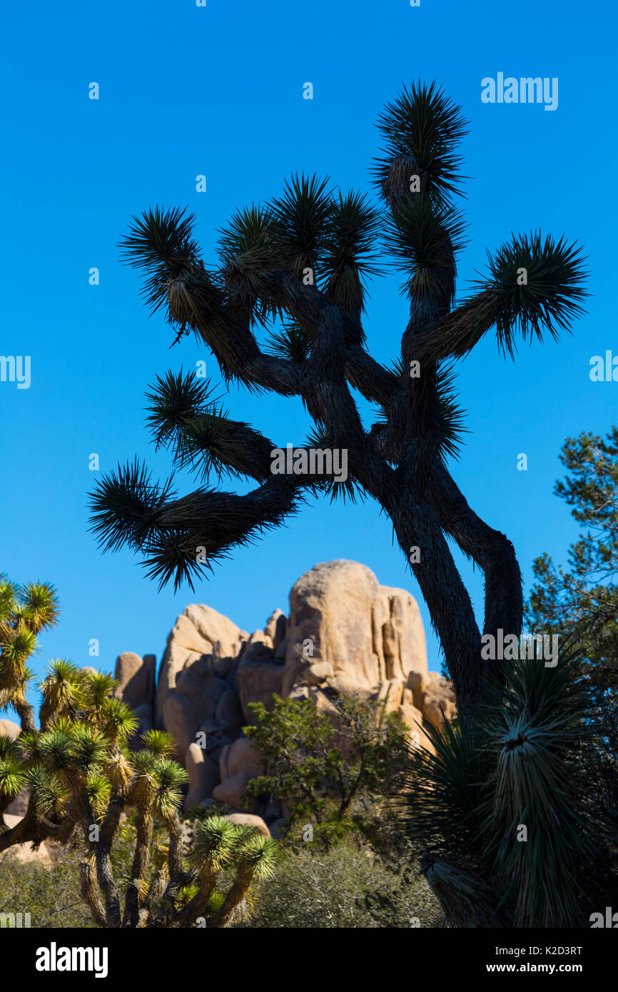 Joshua tree (Yucca brevifolia) profilarsi di nuovo cielo, Joshua Tree National Park, California, Stati Uniti d'America, febbraio 2015. Foto Stock