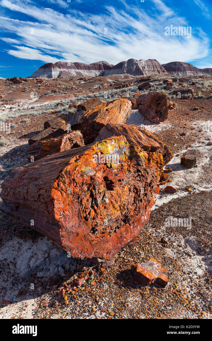 Legno pietrificato segmenti, Parco Nazionale della Foresta Pietrificata, Arizona, Stati Uniti d'America, febbraio 2015. Foto Stock