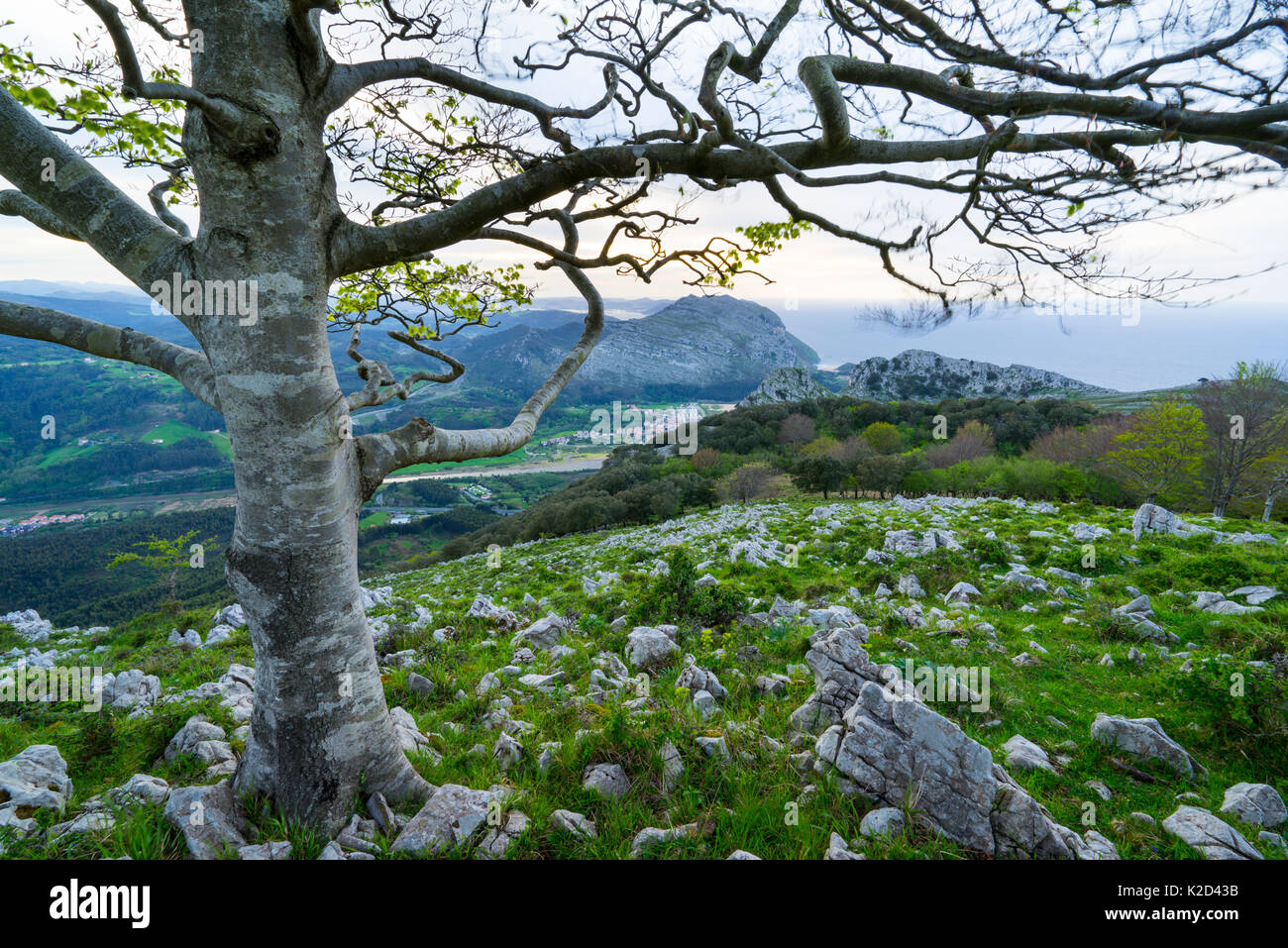 Faggio (Fagus sylvatica) con vista dalla montagna Cerredo, Castro Urdiales, Cantabria, Spagna, aprile 2015. Foto Stock