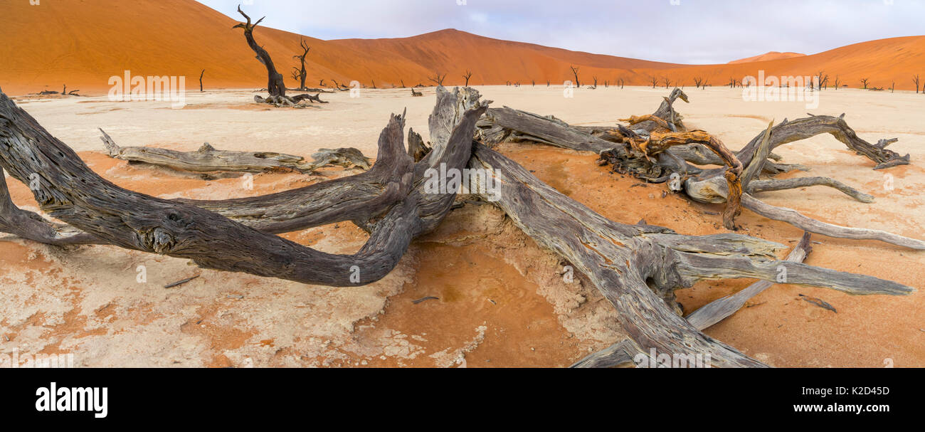 Morto il Camel Thorn trees (Vachellia / Acacia erioloba) distante con dune di sabbia, Deadvlei, Namib-Naukluft National Park, Namibia, Africa, Giugno 2015. Foto Stock