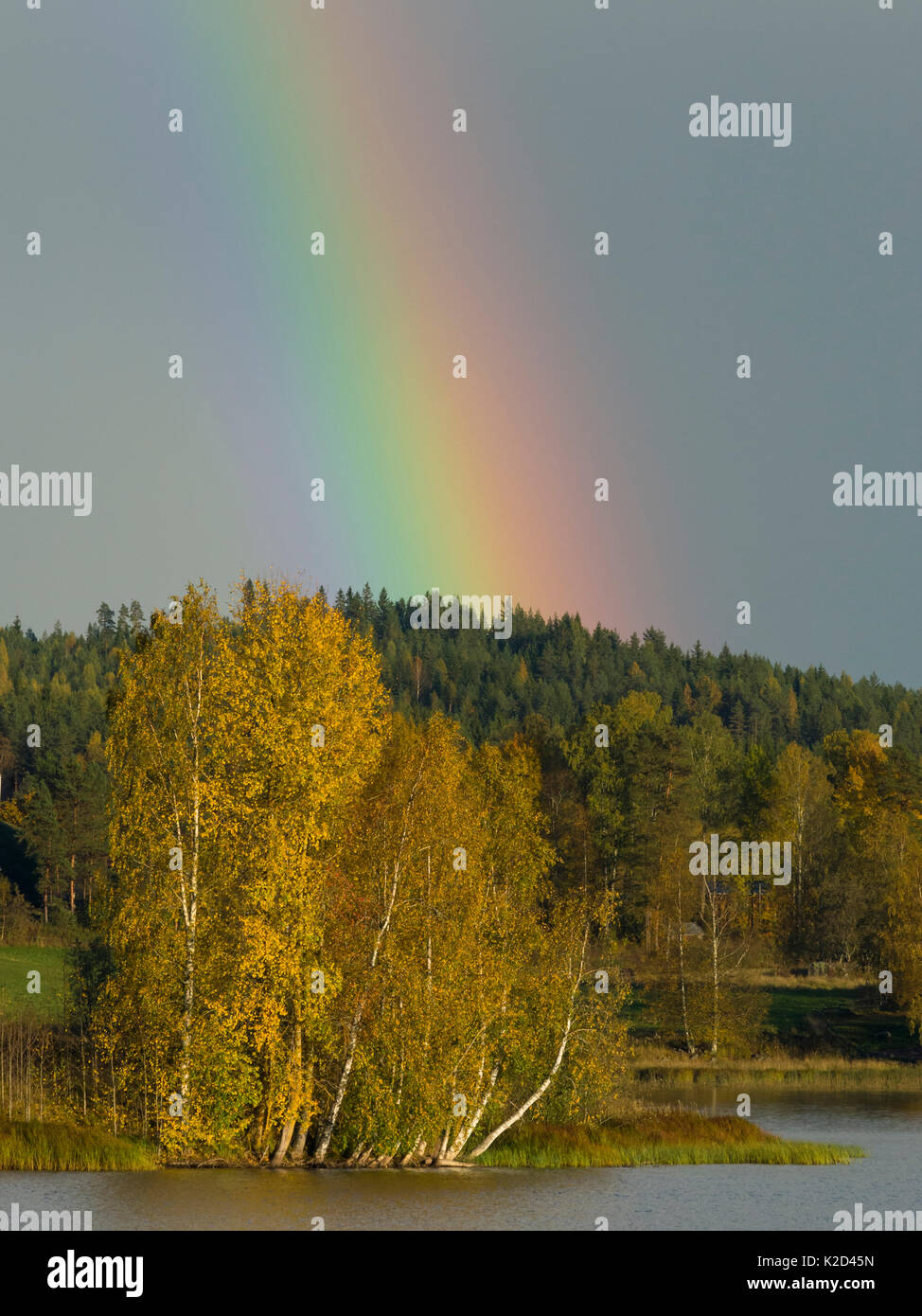 Rainbow su alberi in autunno, Jyvaskyla, Finlandia, settembre 2015. Foto Stock