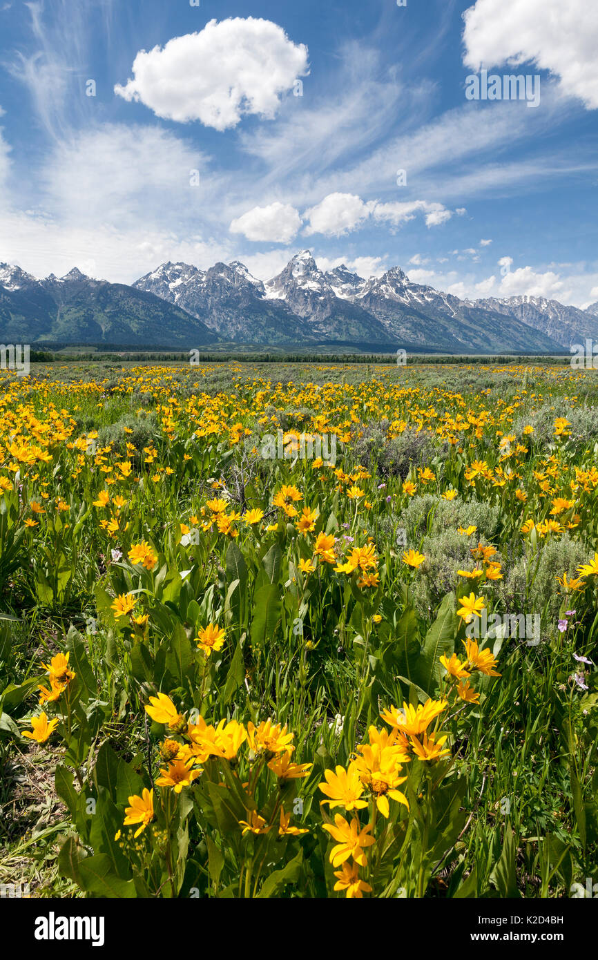 Arrowleaf Balsamroot (Balsamorhiza sagittata) fioritura lungo Antelope Flats Road con Teton Range sullo sfondo, il Parco Nazionale del Grand Teton, Wyoming USA, Giugno. Foto Stock