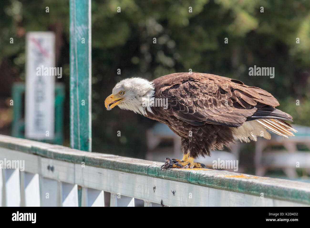 Una matura aquila calva detiene un piccolo uccello nei suoi artigli, strapparla apart, spiumatura e mangiarlo (wharf in coastal British Columbia). Foto Stock