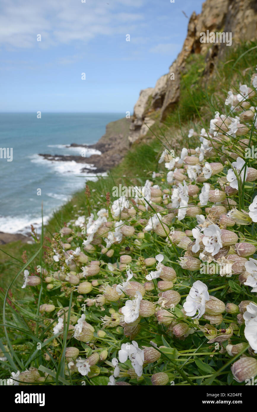 Mare campion (Silene maritima) fioritura su slumping cliff, Widemouth Bay, Cornwall, Regno Unito, maggio. Foto Stock