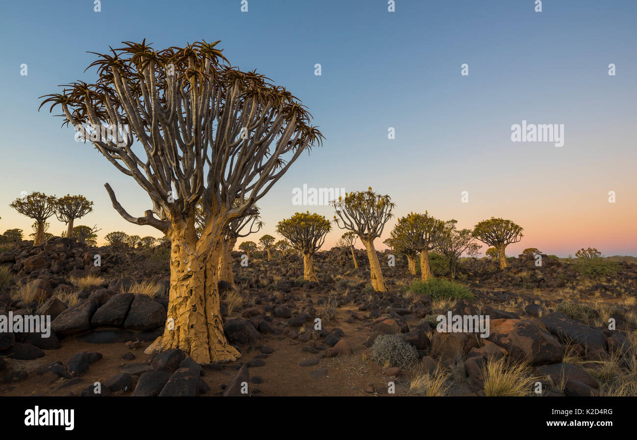 Per Quiver Tree Forest, (Aloe dichotoma) al tramonto. Keetmanshoop, Namibia. Foto Stock