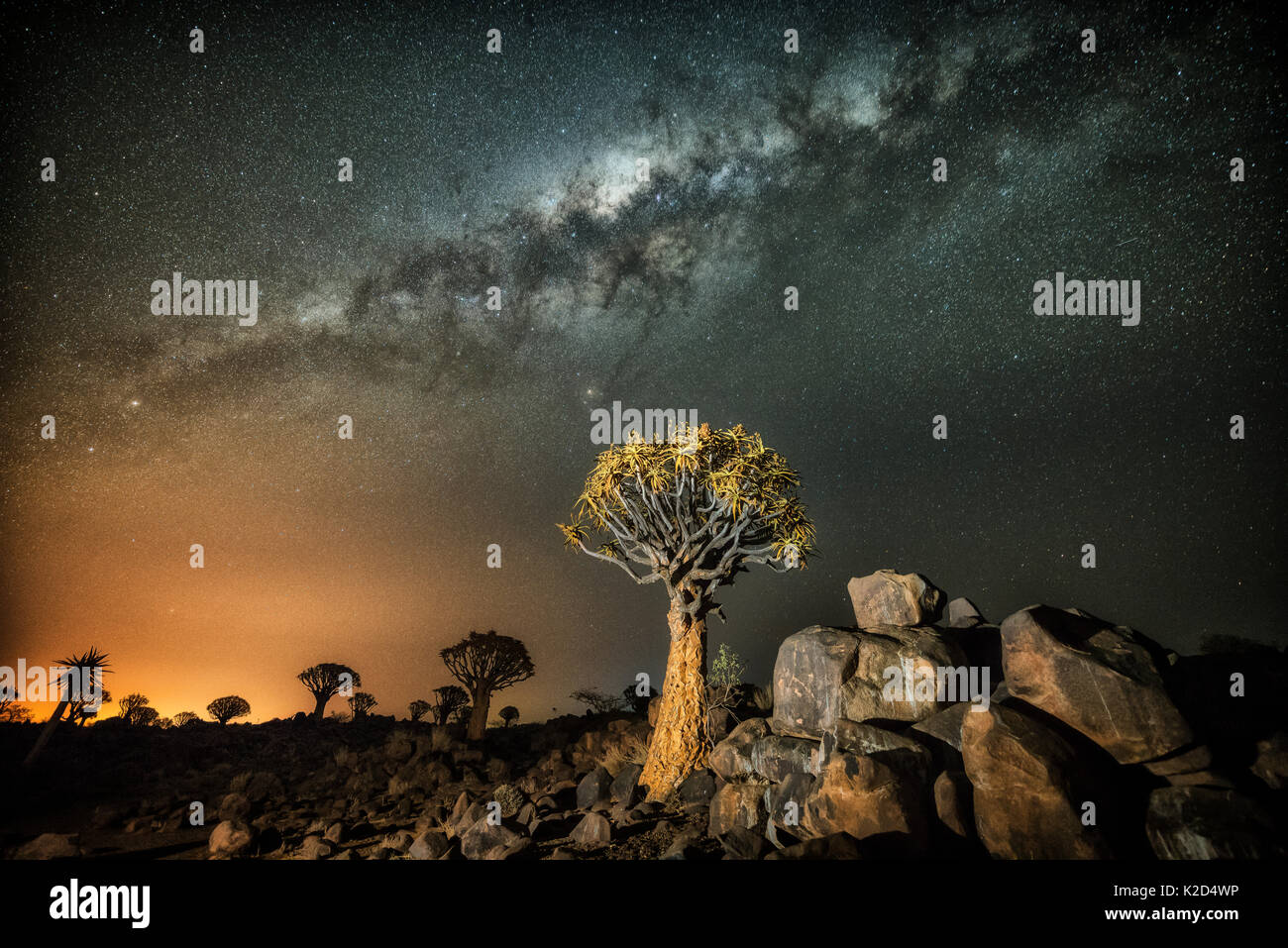 Faretra tree (Aloe dichotoma) con la Via Lattea di notte, e l'inquinamento luminoso dalla città in distanza, di Keetmanshoop, Namibia. Colori accentuati digitalmente. Foto Stock