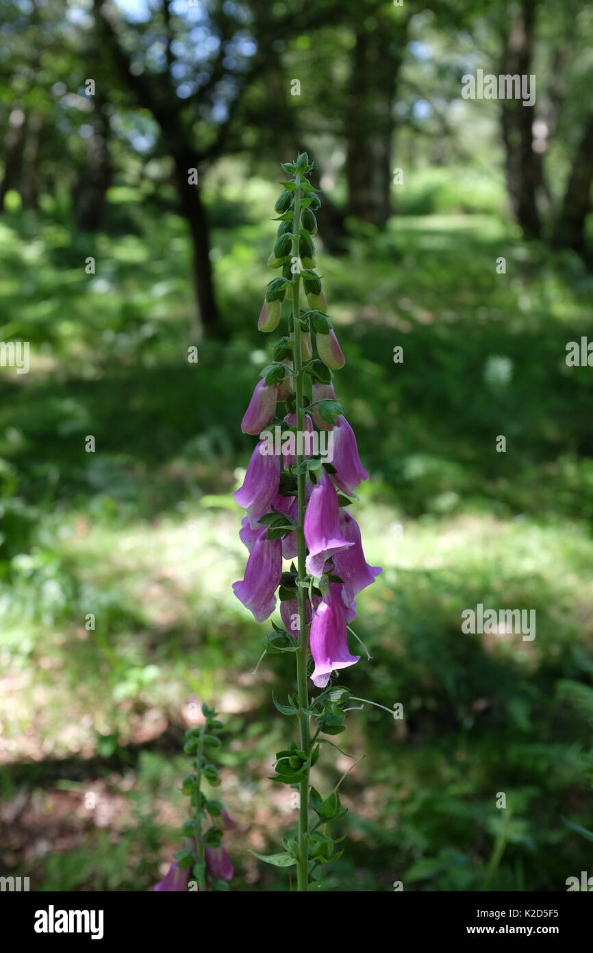 Foxglove fiore in fiore precoce nella nuova foresta Foto Stock