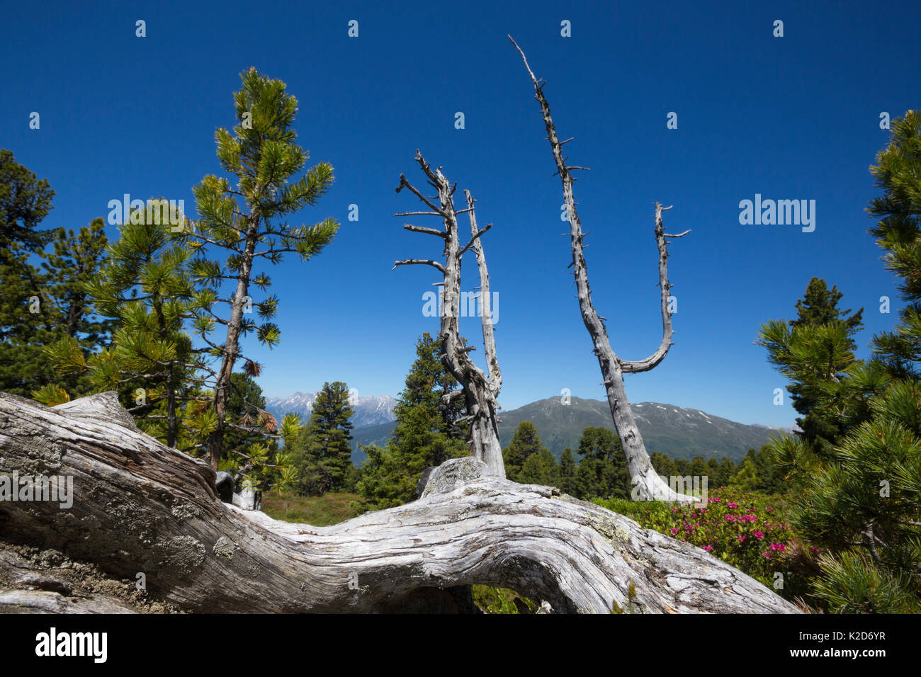 Pineta con albero morto in primo piano. Nordtirol, Alpi austriache. Luglio. Foto Stock