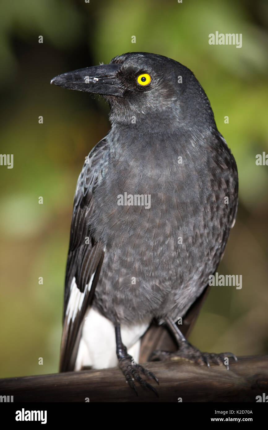 Giovani Pied Currawong, in attesa nei pressi di un campeggio per più di sinistra del cibo. Foto Stock