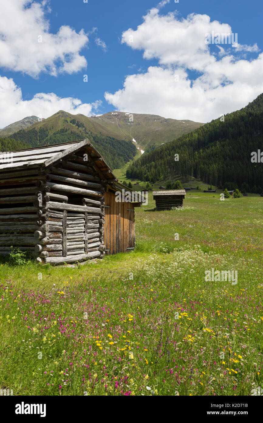 Fienili in prato alpino. Nordtirol, Alpi austriache, in Austria, in giugno. Foto Stock