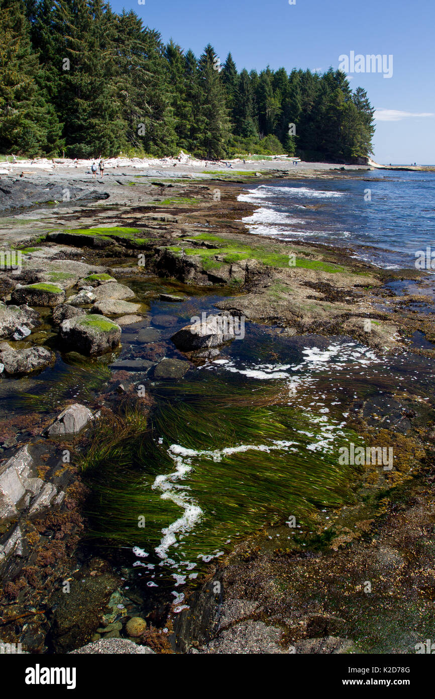 Il paesaggio costiero a Botanical Beach in Juan de Fuca Parco Provinciale vicino a Port Renfrew sull'Isola di Vancouver, British Columbia, Canada. Foto Stock