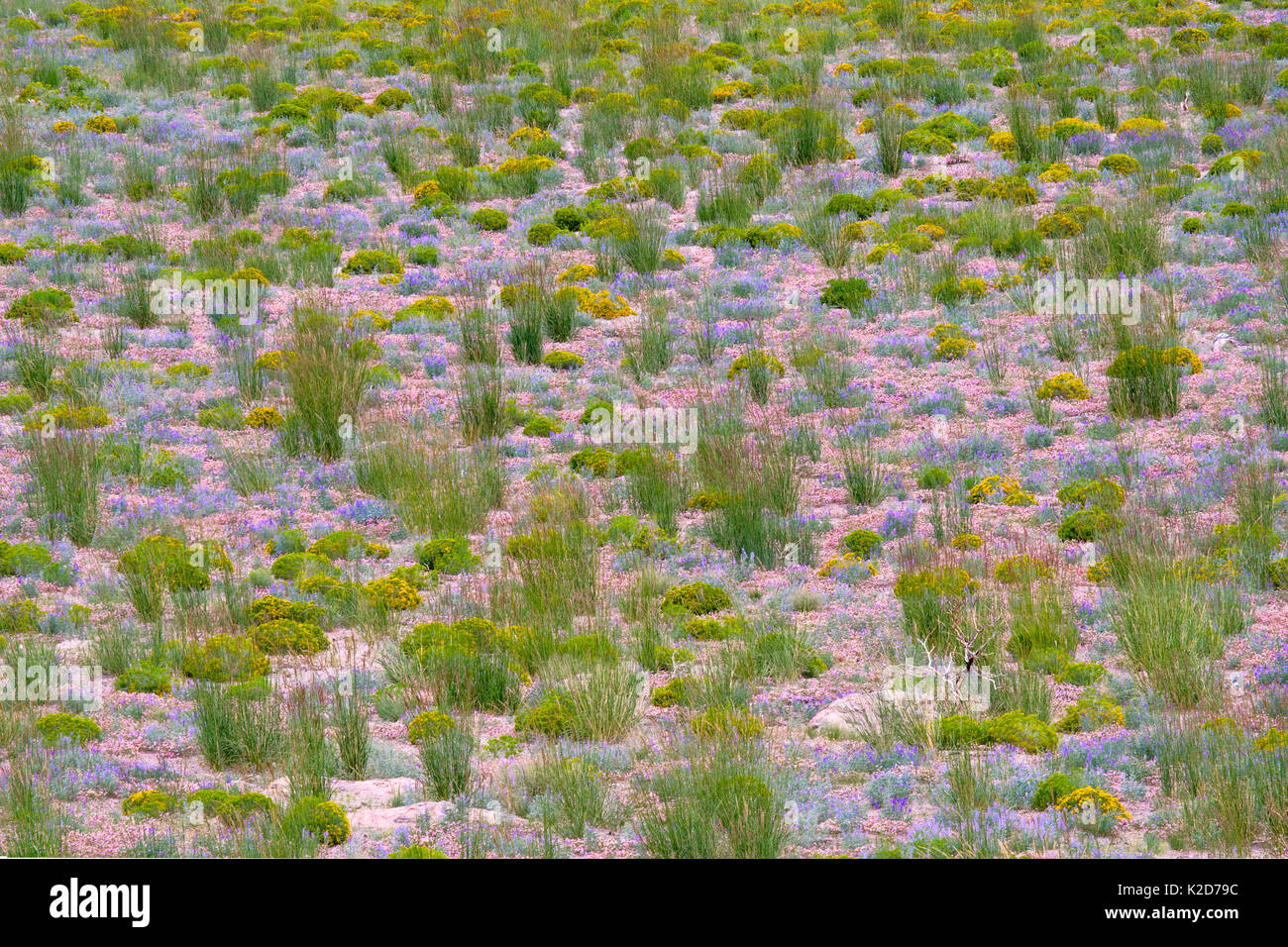 Metà estate fiori abbondano nelle montagne che circondano il lago Mono, California, USA, luglio Foto Stock
