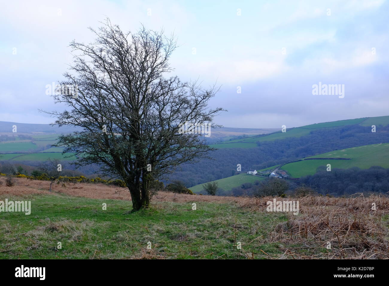 Un albero solitario con le colline del Devon in background Foto Stock