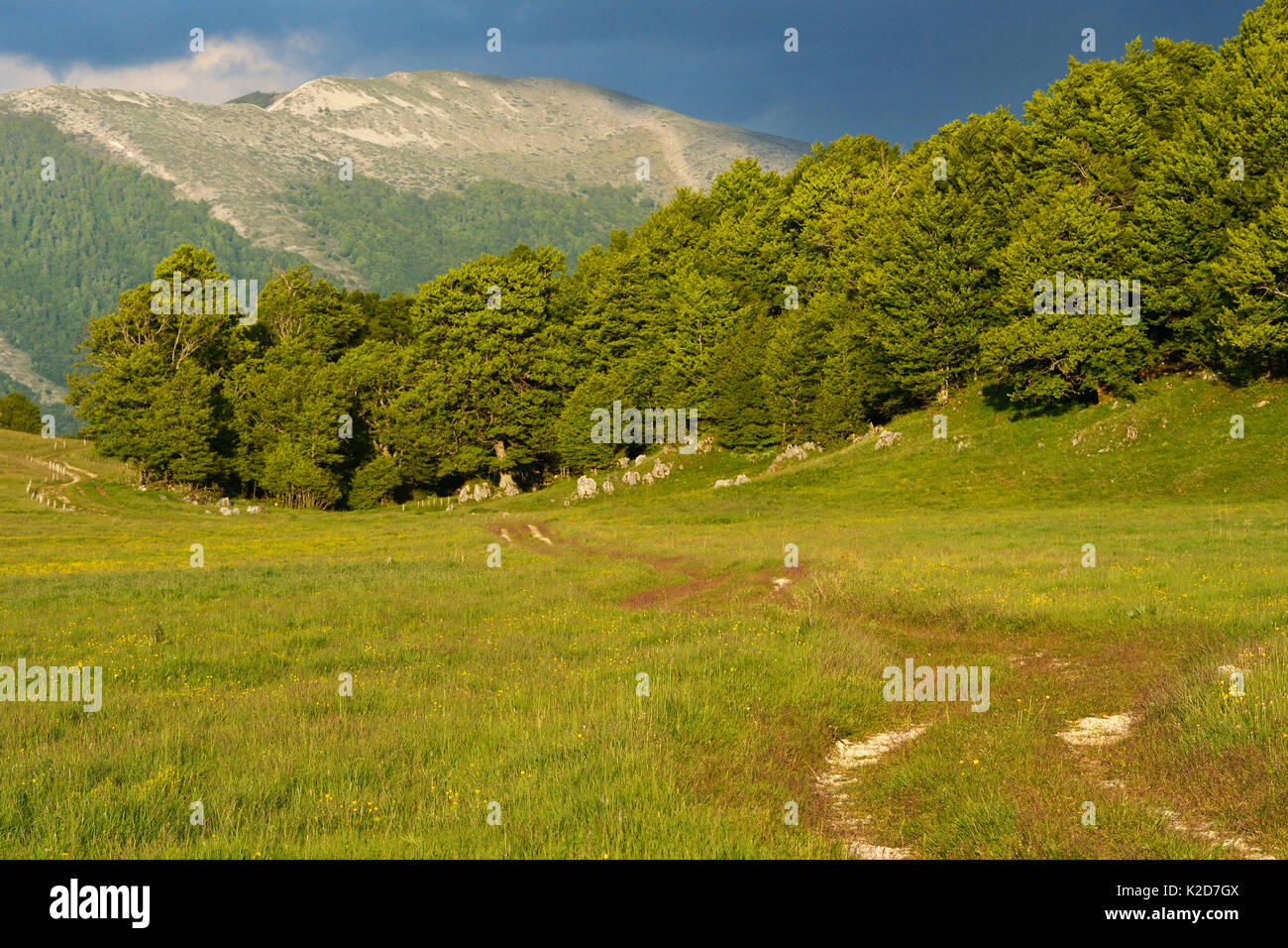 Appennino centrale Area Rewilding, Lazio e Molise Parco Nazionale, Abruzzo, Italia, Giugno 2014. Foto Stock