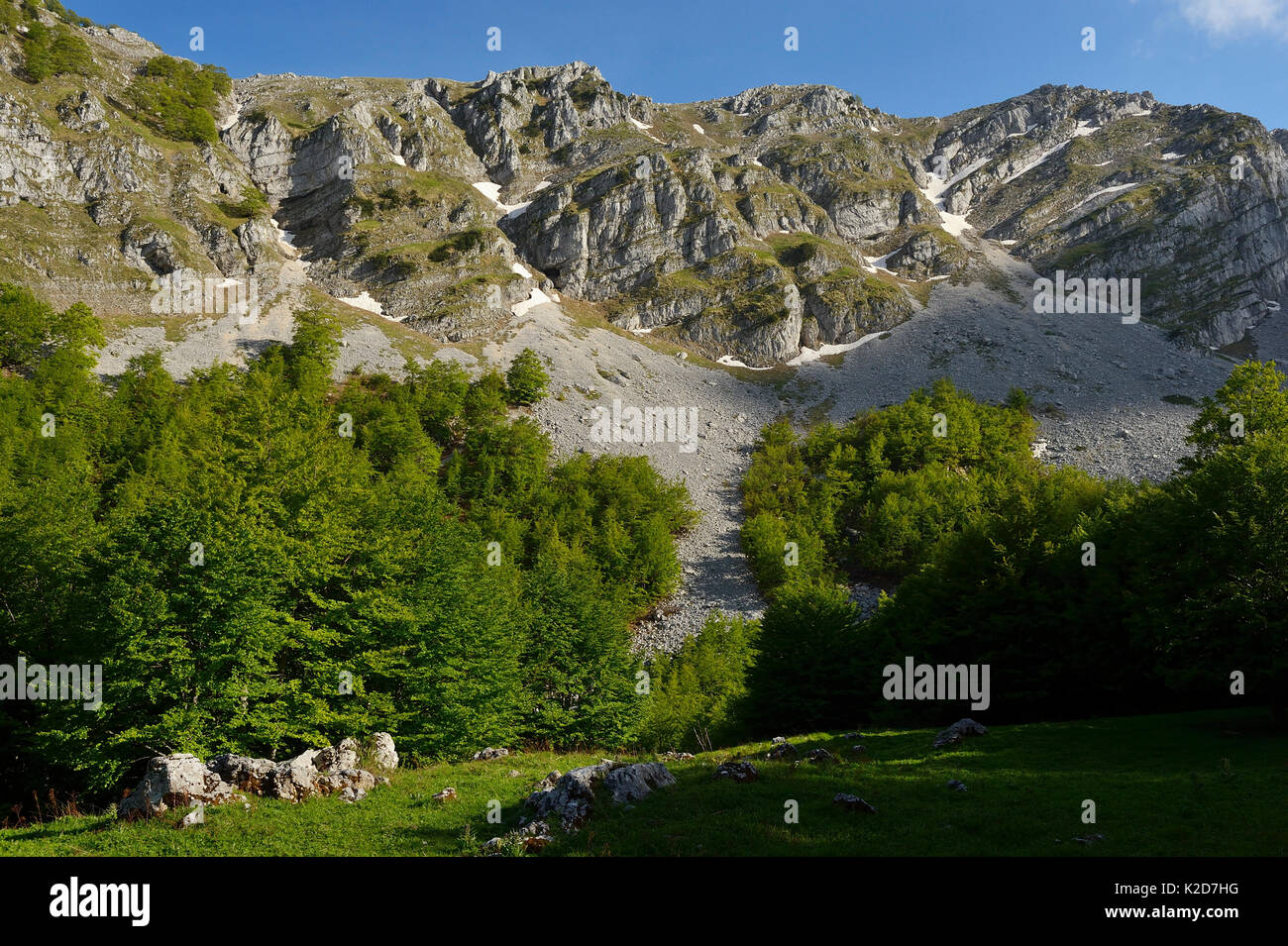 Appennino centrale Area Rewilding, Lazio e Molise Parco Nazionale d'Abruzzo, Italia. Giugno 2014. Foto Stock