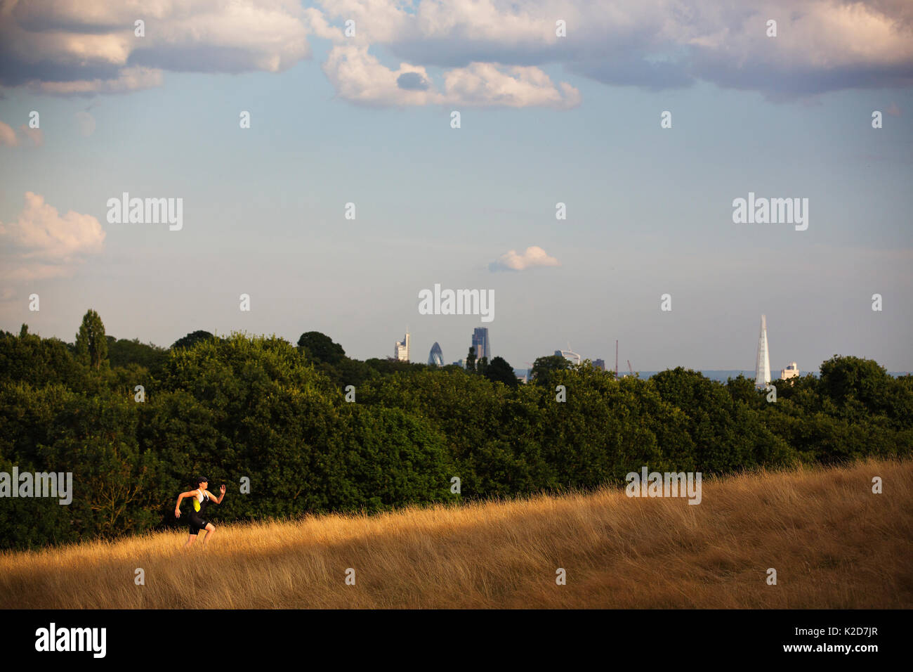 Runner in volata fino alla cima di una collina in Cohen i campi Hampstead Heath, Londra, Inghilterra, Regno Unito. Agosto 2014. Foto Stock
