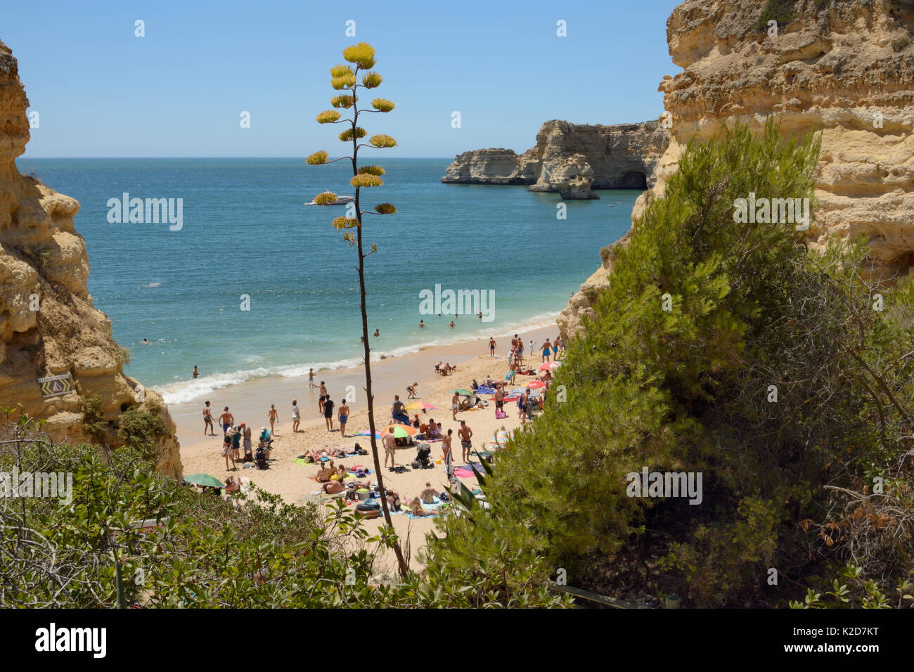 Secolo impianto (Agave americana) fioritura al di sopra di Praia da Marinha beach, vicino a Carvoeiro, Algarve, Portogallo, luglio 2013. Foto Stock