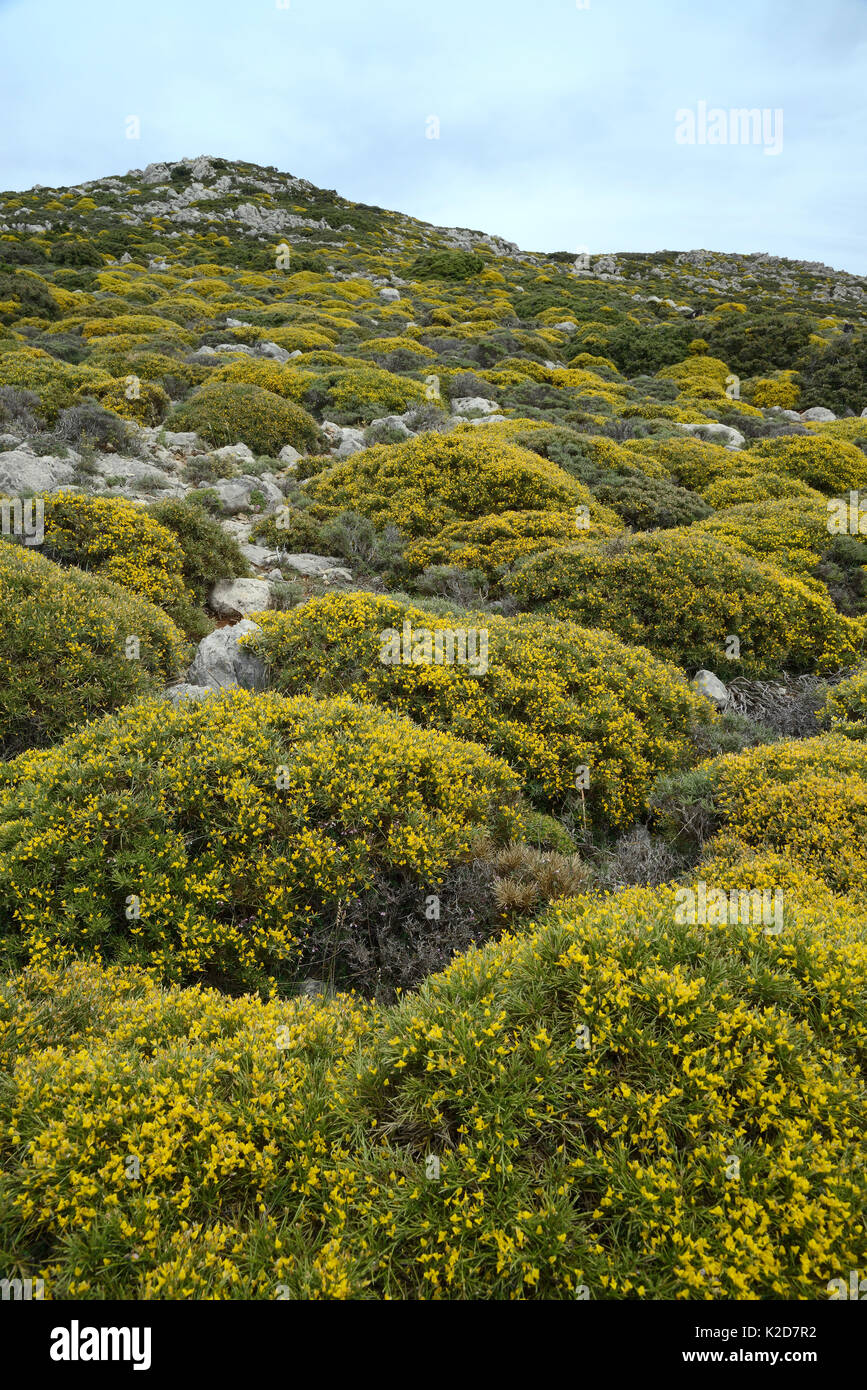 Phrygana montane / garrigue macchia dominata da grumi di bassa scopa crescente (Genista acanthoclada) in pieno fiore, Ziros, Lassithi, Creta, Grecia, maggio 2013. Foto Stock