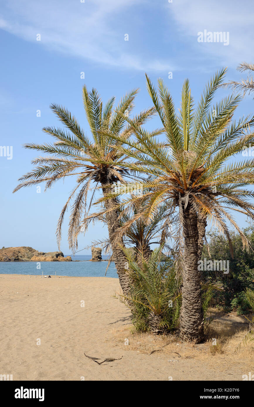 Vai spiaggia cretese con palme da dattero (Phoenix theophrasti), Sitia Natura Park, Lassithi, Creta, Grecia, maggio 2013. Foto Stock