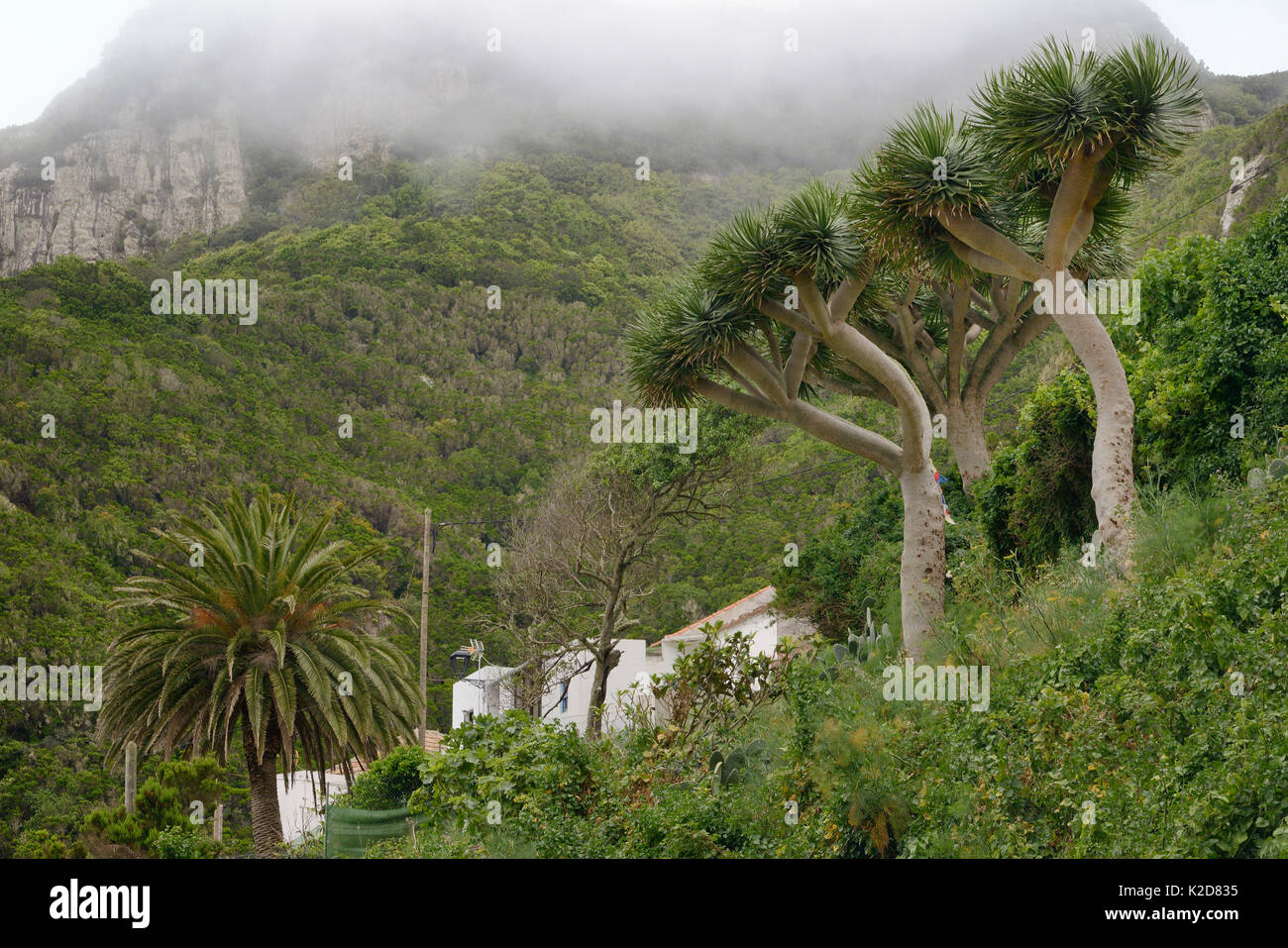 Isole Canarie Data Palm (Phoenix canariensis) e isole Canarie dragon tree / Drago (Dracaena draco), una crescita lenta ad alberello monocotyledenous impianto relativo agli asparagi, endemica per le Canarie e le isole di Capo Verde, Chamorga village, montagne di Anaga, Tenerife, maggio. Foto Stock