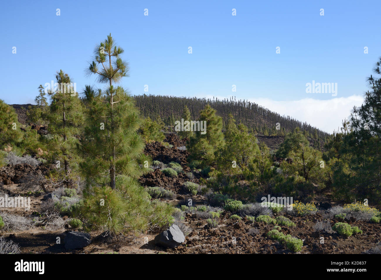 Isola Canarie pini (Pinus canariensis), endemico delle Canarie, crescente tra vecchia lava vulcanica fluisce sotto il Monte Teide, Parco Nazionale di Teide Tenerife, Isole Canarie, maggio. Foto Stock