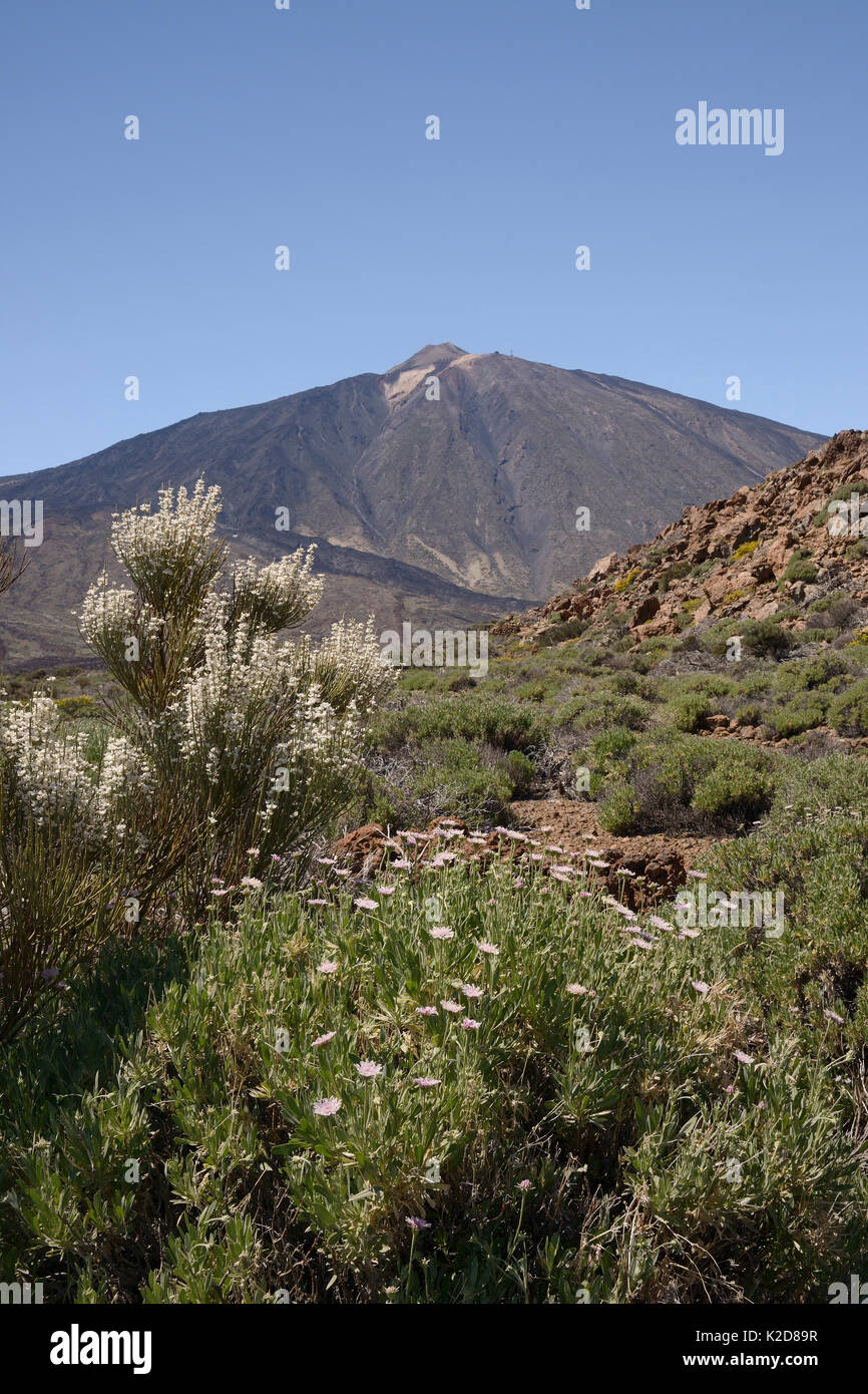 Arbustiva scabious (Pterocephalus lasiospermus) e Teide scopa bianco (Spartocytisus supranubius) fioritura sulle pendici del monte Teide, Parco Nazionale di Teide Tenerife, maggio. Foto Stock