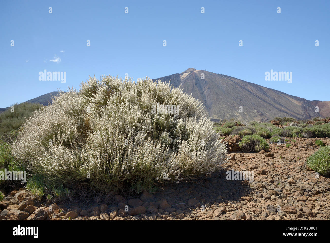 Il Teide scopa bianco (Spartocytisus supranubius) fioritura sulle pendici del monte Teide, Parco Nazionale di Teide Tenerife, maggio. Foto Stock