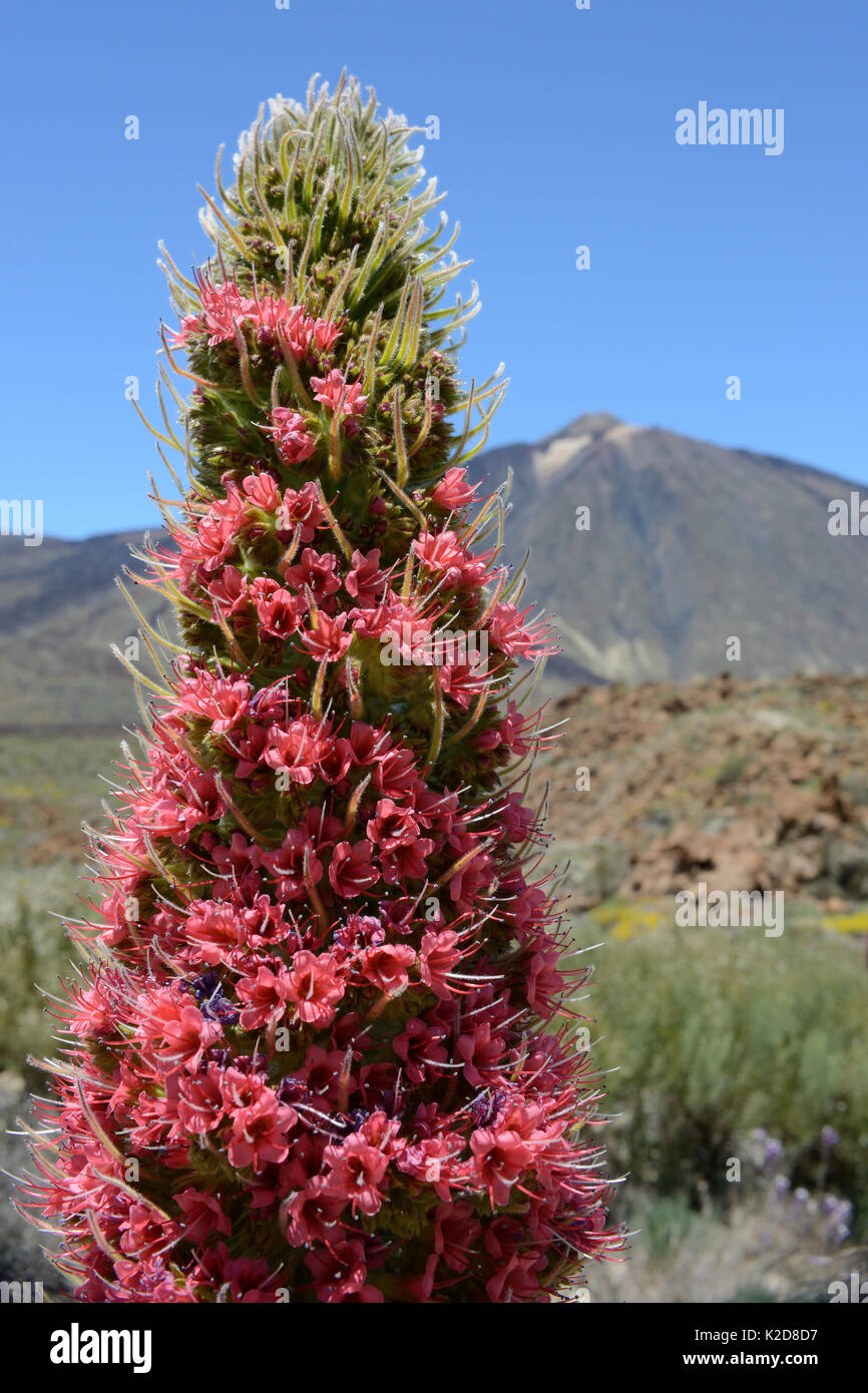 Il monte Teide bugloss (Echium wildpretii) fioritura sotto il Monte Teide, Parco Nazionale di Teide Tenerife, Isole Canarie, maggio. Foto Stock