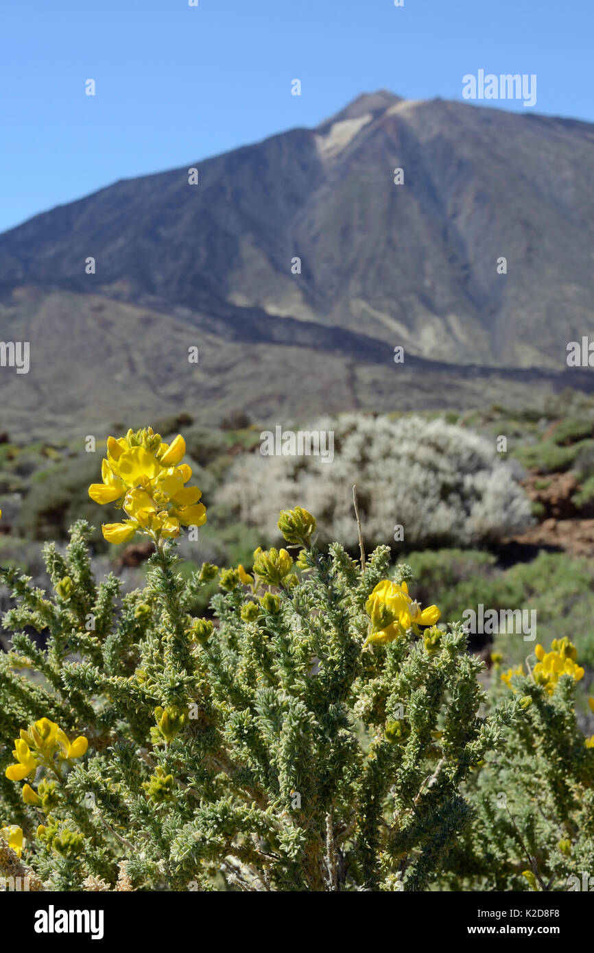 Il Teide sticky ginestra (Adenocarpus viscosus) e Teide scopa bianco (Spartocytisus supranubius) fioritura sulle pendici del monte Teide, Parco Nazionale di Teide Tenerife, maggio. Foto Stock