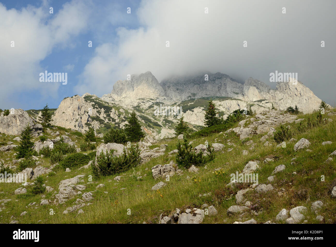 Conifere cresce sui pendii del cloud e rabboccato il monte Maglic, Bosnia più alta montagna, Sutjeska National Park, Bosnia e Erzegovina, luglio 2014. Foto Stock