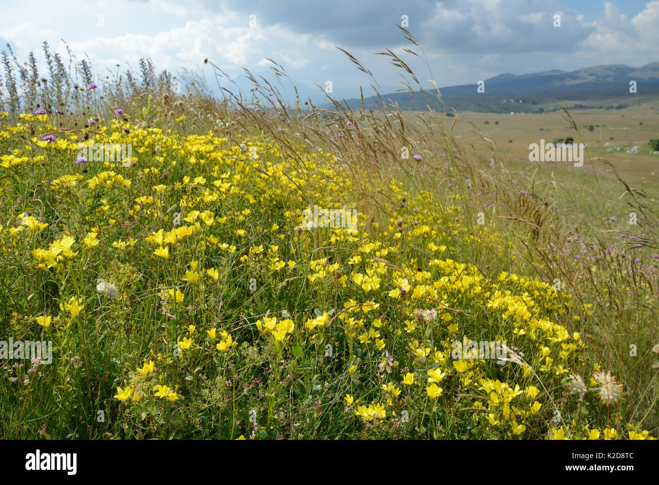 Tappeto giallo Balkan lino (Linum capitatum) fioritura su Piva plateau, vicino Trsa, Montenegro, Luglio. Foto Stock