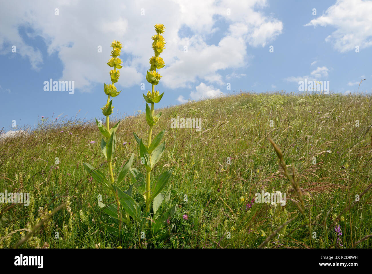 Grande giallo (genziana lutea Gentiana ssp. symphyandra) fioritura picchi sull altopiano di Piva, vicino Trsa, Montenegro, Luglio. Foto Stock