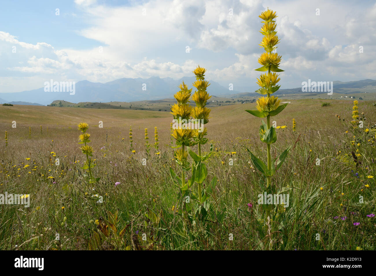 Grande giallo (genziana lutea Gentiana ssp. symphyandra) picchi di fioritura sul Monte Piva altopiano con le montagne di Sutjeska National Park nelle vicinanze di Bosnia ed Erzegovina, sfondo, vicino Trsa, Montenegro, Luglio. Foto Stock