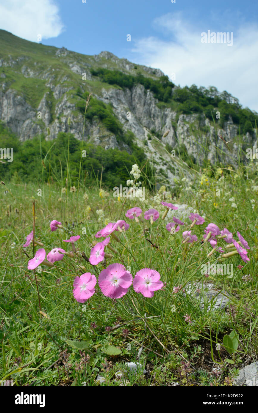 Rosa Rock / Legno di rosa (Dianthus sylvestris) fioritura nella prateria alpina, Zelengora mountain range, Sutjeska National Park, Bosnia e Erzegovina, Luglio. Foto Stock