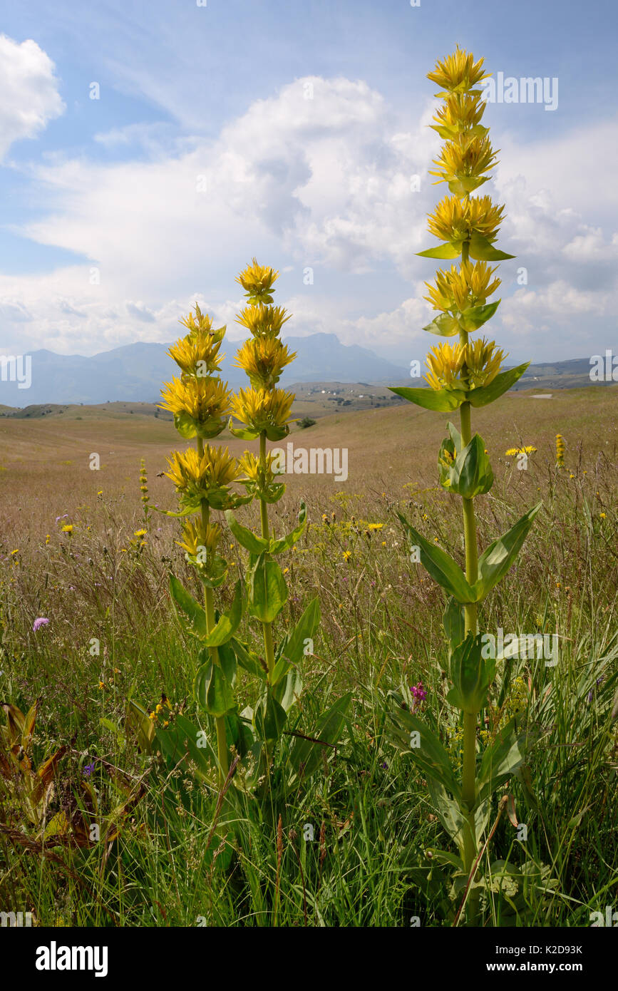 Grande giallo (genziana lutea Gentiana ssp. symphyandra) picchi di fioritura sul Monte Piva altopiano con le montagne di Sutjeska National Park nelle vicinanze di Bosnia ed Erzegovina, sfondo, vicino Trsa, Montenegro, Luglio. Foto Stock