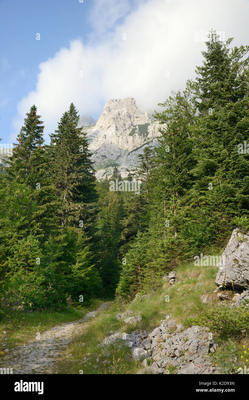 Sentiero escursionistico attraverso il bosco di conifere al di sotto del 2386m vetta di monte Maglic, Bosnia più alta montagna, Sutjeska National Park, Bosnia e Erzegovina, luglio 2014. Foto Stock