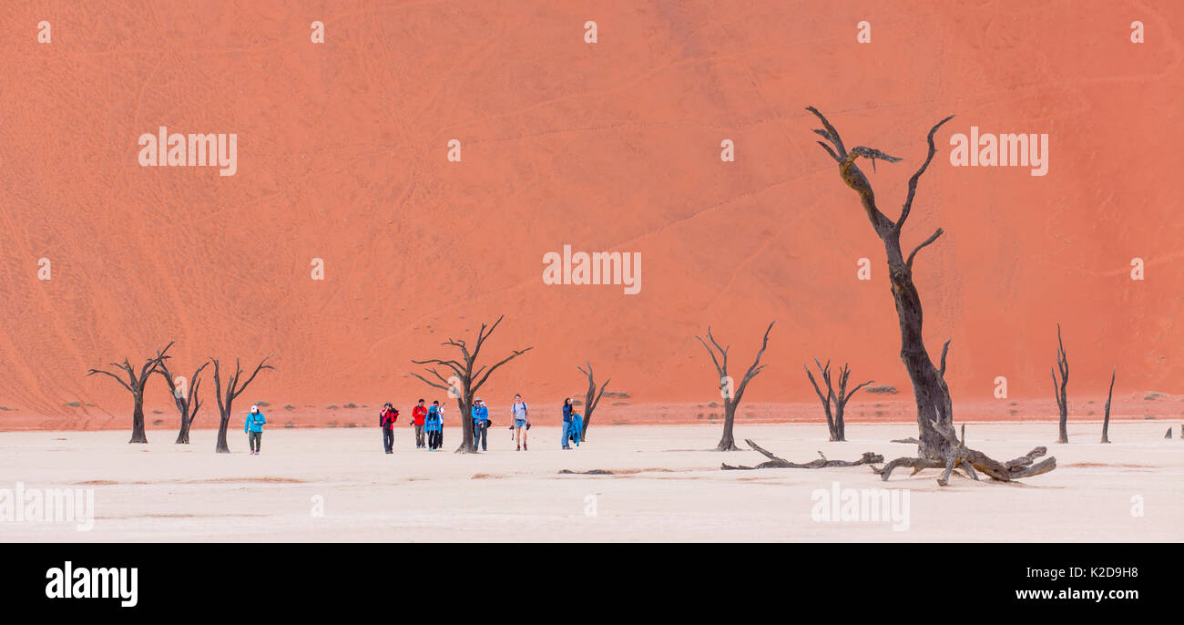 I turisti a piedi tra antichi morti Camelthorn tree (Vachellia erioloba) in Deadvlei, Sossusvlei Salina, Namib Naukluft National Park, Namibia Foto Stock