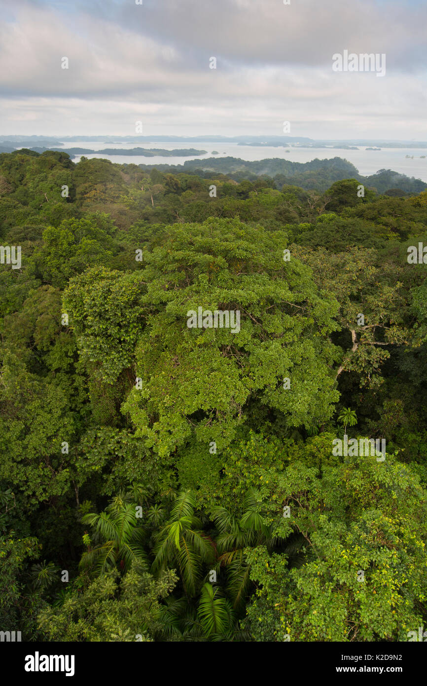 Vista sulla foresta pluviale tropicale tettoia con il canale di Panama. Barro Colorado Island, il Lago di Gatun, sul Canale di Panama, Panama. Foto Stock