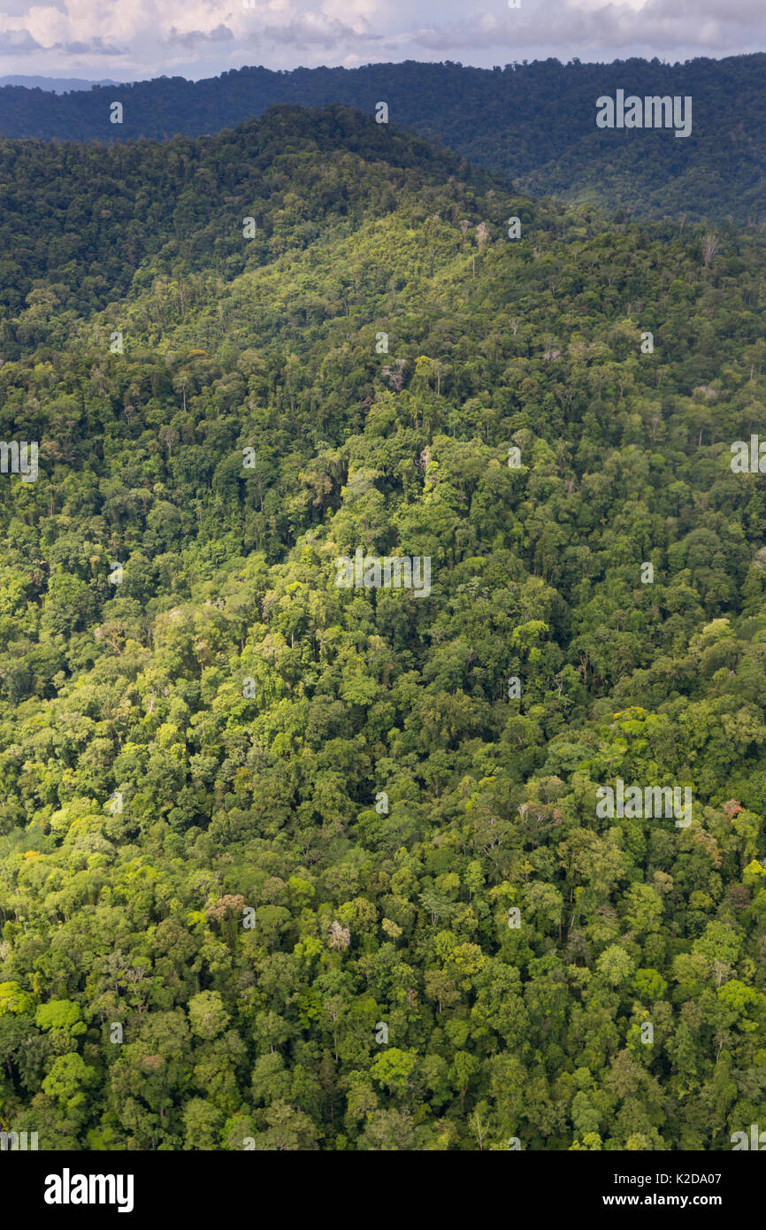 Vista aerea della pianura primario la foresta pluviale tropicale, Osa Peninsula, Costa Rica Foto Stock