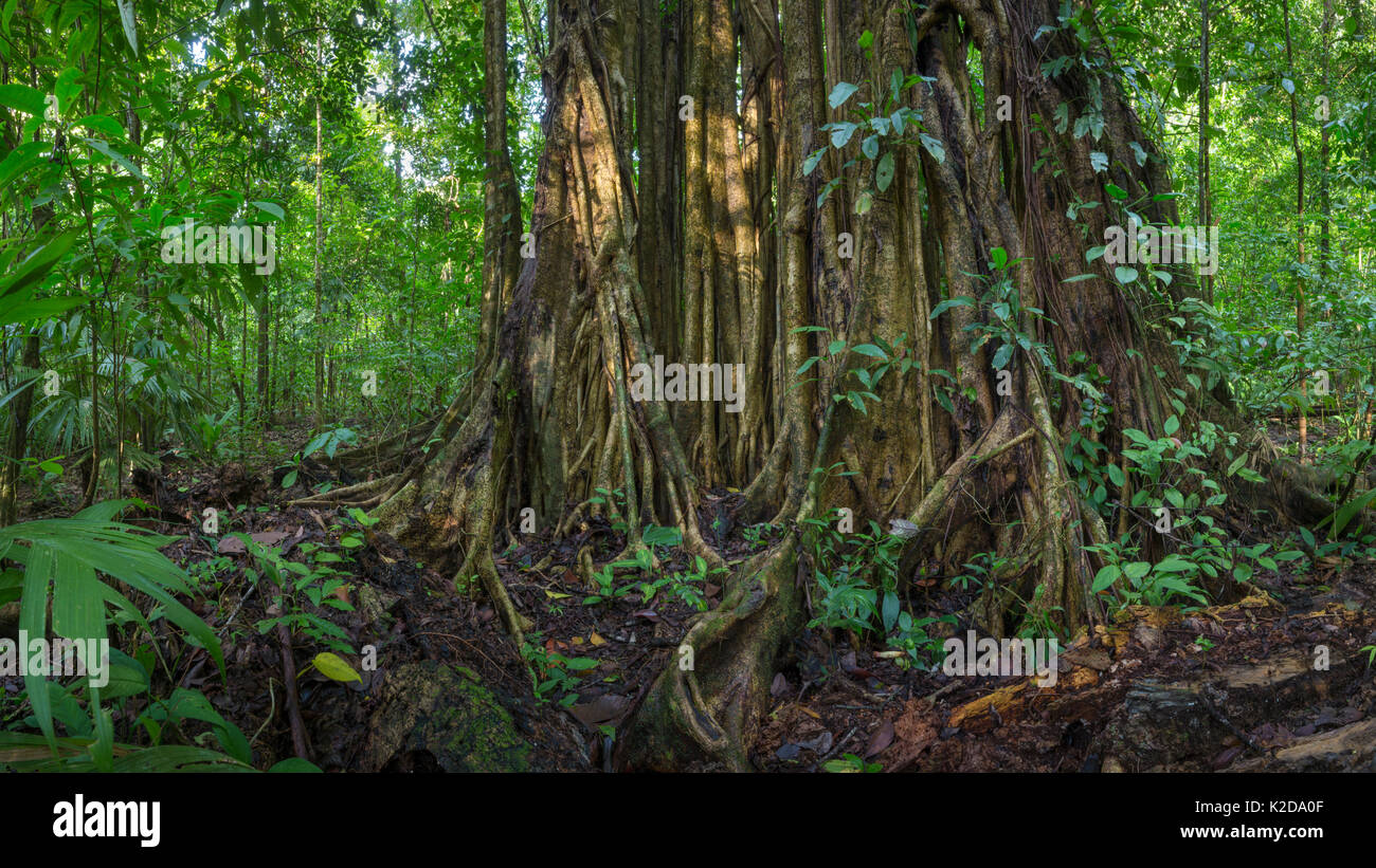 Strangler fig (Ficus sp) enormi radici aeree, Parco Nazionale di Corcovado, Osa Peninsula, Costa Rica, cucita in modo digitale immagine panoramica. Foto Stock
