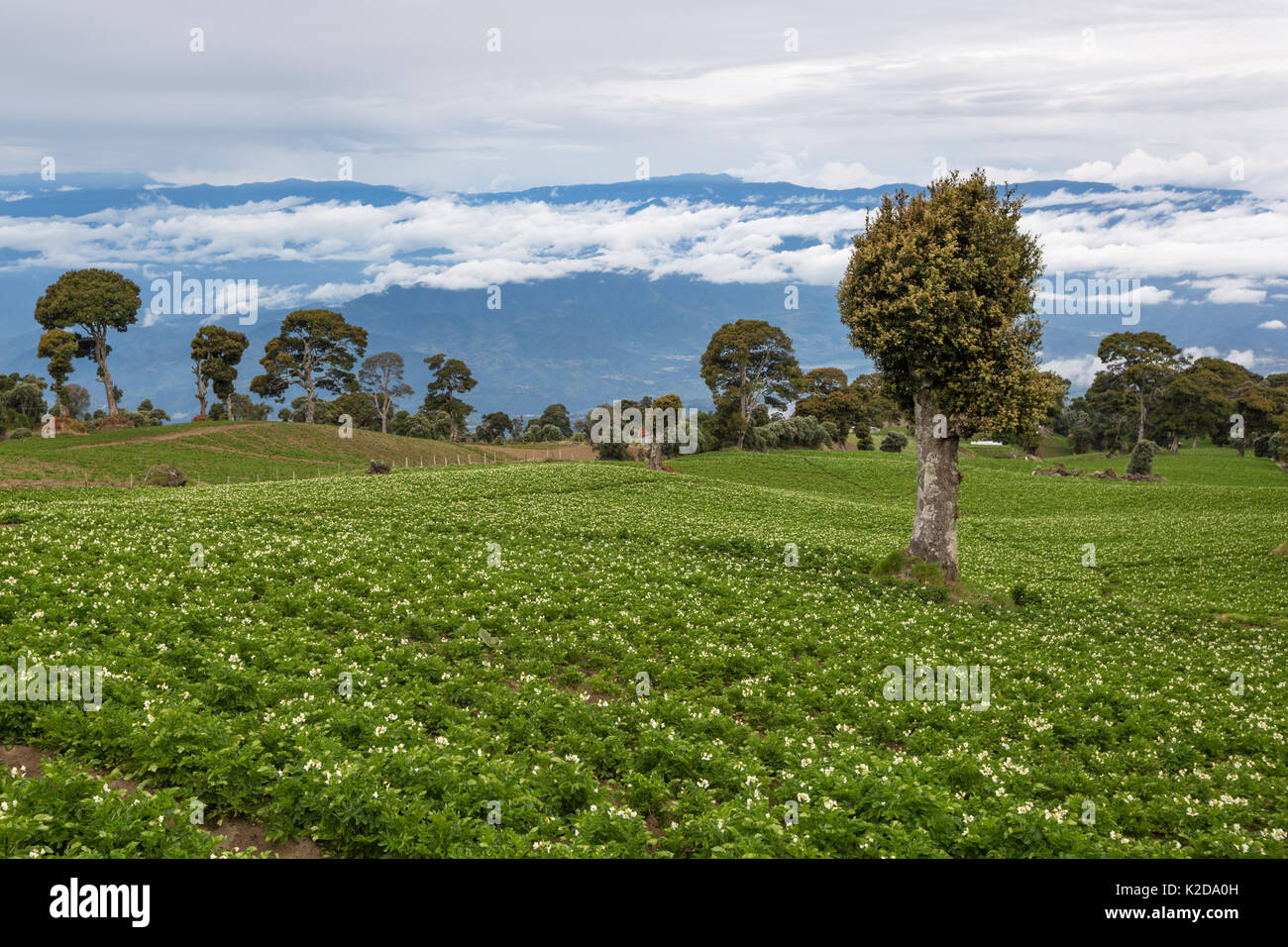I campi di patate sui ricchi terreni di origine vulcanica alle pendici del vulcano di Irazu, Costa Rica. Maggio 2014 Foto Stock