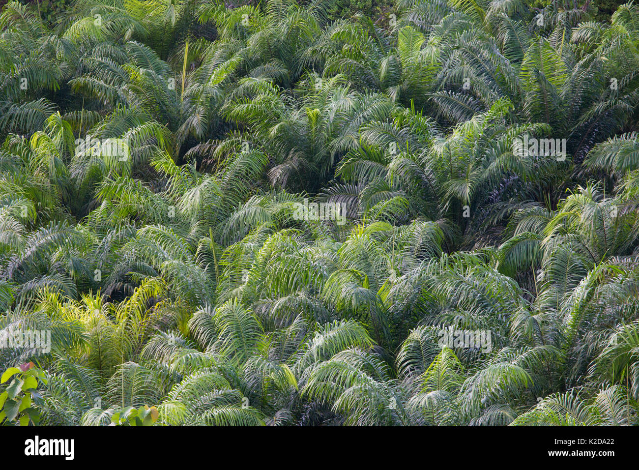 Olio di palma (Elacis sp) tree plantation, Osa Peninsula, Costa Rica. Foto Stock