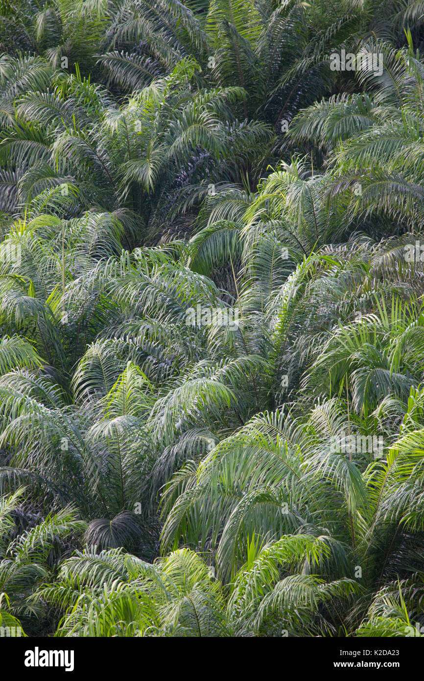 Olio di palma (Elacis sp) tree plantation, Osa Peninsula, Costa Rica. Foto Stock