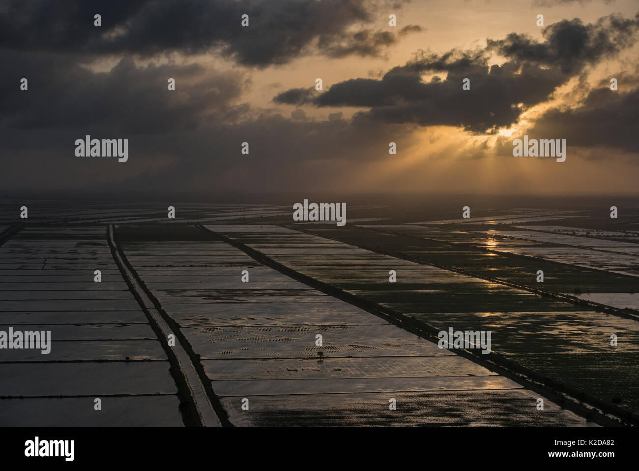 Vista aerea della produzione di riso al tramonto, east area costiera di Guyana, Sud America Foto Stock