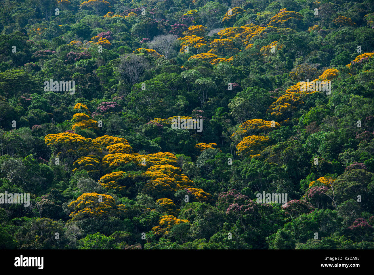 La foresta pluviale tropicale tettoia con giallo alberi fioriti, regione Kupinang, Guyana, Sud America Foto Stock