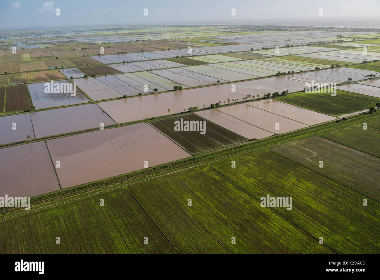 Vista aerea del raccolto di riso produzione nella zona costiera della Guyana, Sud America Foto Stock