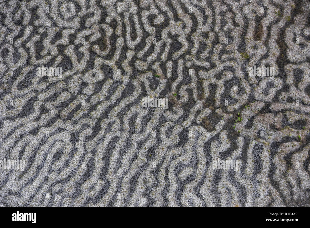 Guardando verso il basso sulla prateria texture, Rurununi savana, Guyana, Sud America Foto Stock