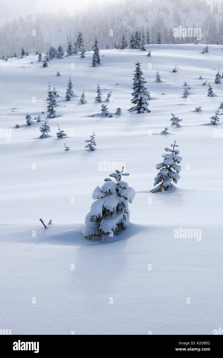 Coperta di neve alberi in taglio chiaro nei pressi di Windy Pass, Mount Baker-Snoqualmie Foresta Nazionale, Washington, Stati Uniti d'America. Gennaio 2016. Foto Stock